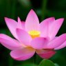pink lotus 1995