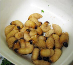 kien-vuong-duong.jpg
