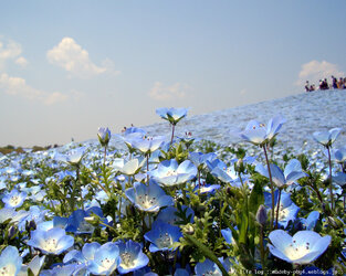 Nemophila_1280X1024.jpg