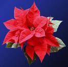 hoa trang nguyen.jpg