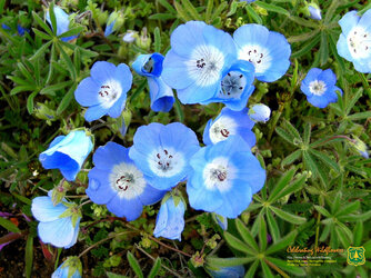nemophila_menziesii1280.jpg