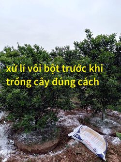 bón vôi bột cho cây bao nhiêu là đủ.jpg