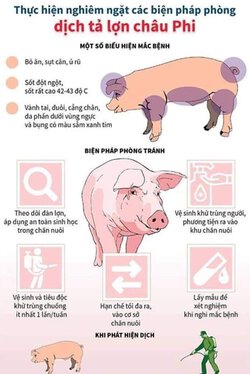 dịch tả lợn châu phi có lây sang người không.jpg