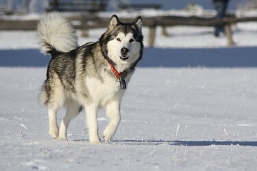 Alaskan_Malamute_2.JPG