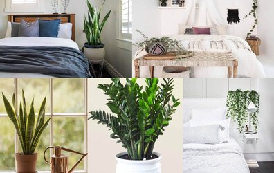 Cây Xanh Trong Nhà.jpg