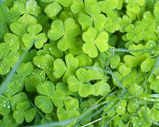 green_color-1024x819.jpg