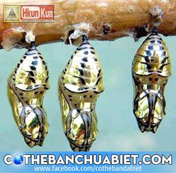 1489270_270468669776856_544385539_n (1).jpg 1489270_270468669776856_544385539_n (1).jpg