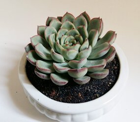 1 (11).jpg