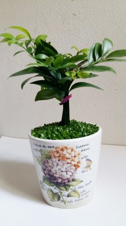 1 (15).jpg