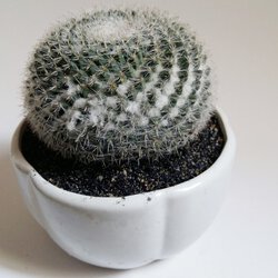 1 (17).jpg