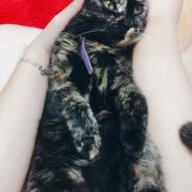 Lẩu Mèo