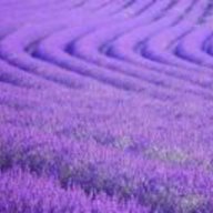 violetim