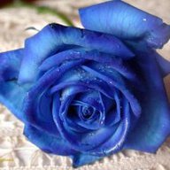 Blue__Rose